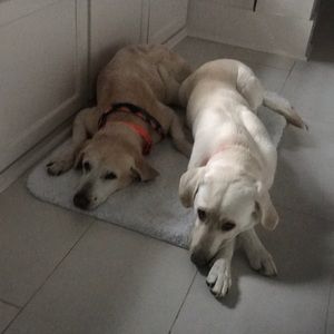 Meet your Posher, Tray